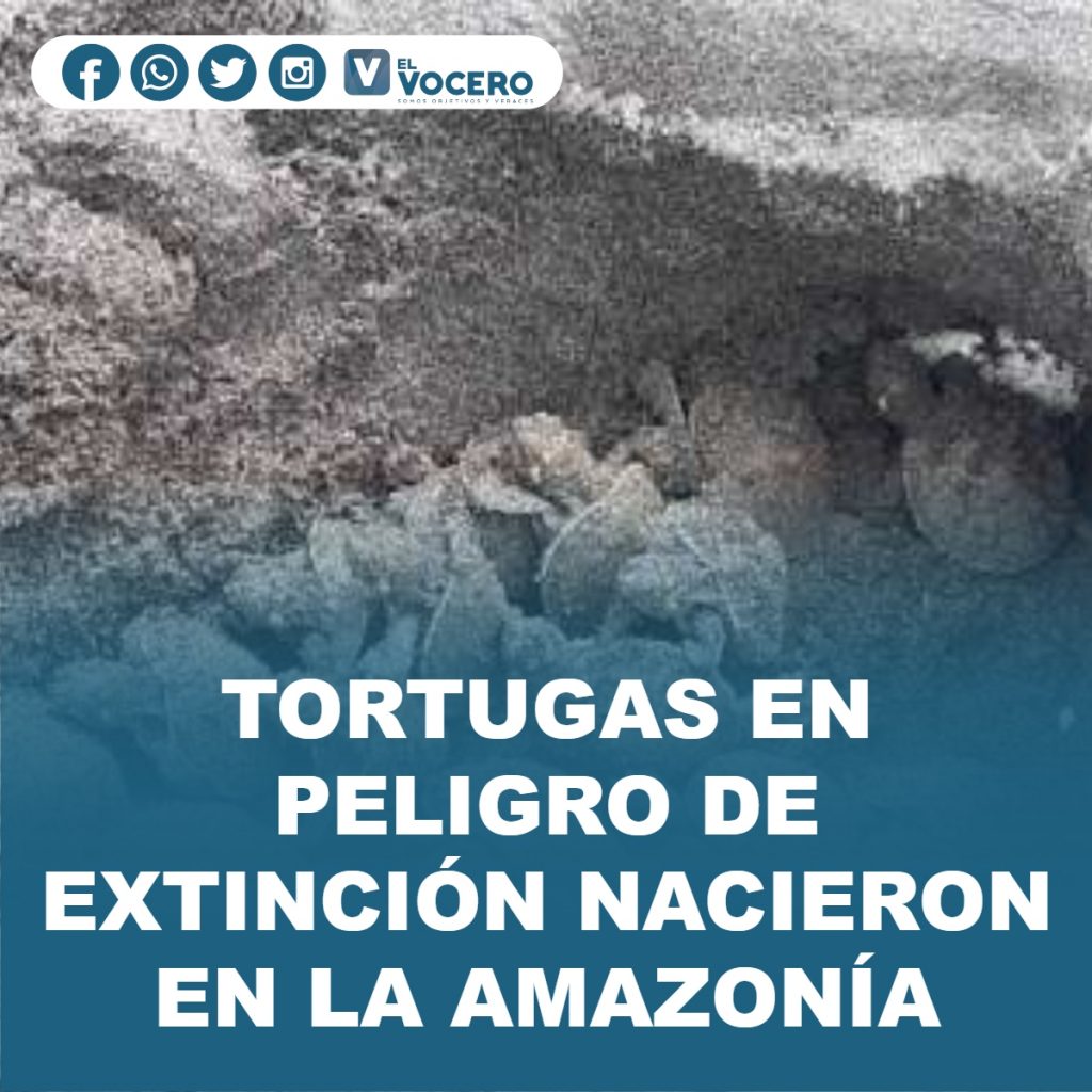 TORTUGAS EN PELIGRO DE EXTINCIÓN NACIERON EN LA AMAZONÍA