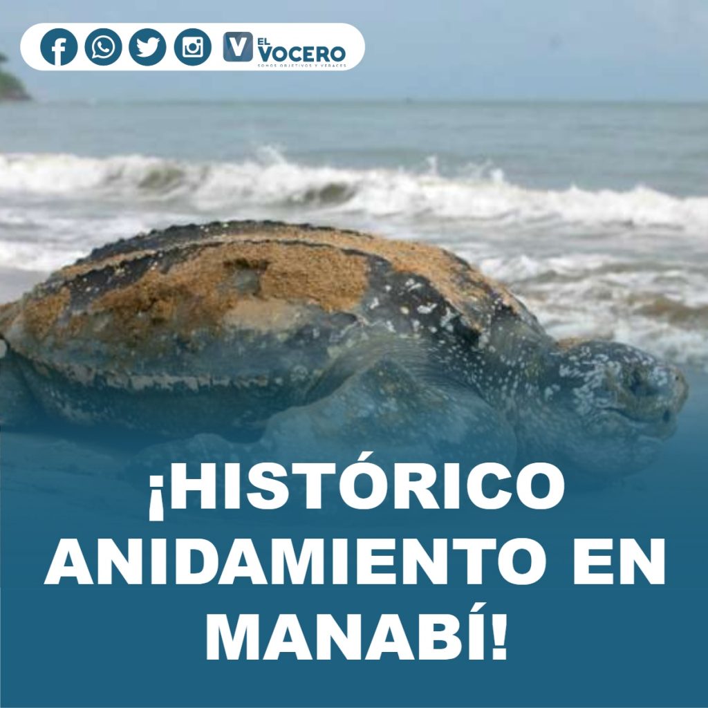 ¡HISTÓRICO ANIDAMIENTO EN MANABÍ!