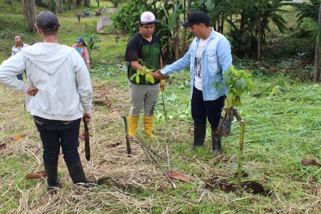 Instituciones continúan con el proyecto de forestación y reforestación