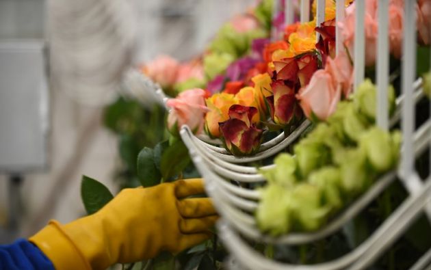 SAN VALENTÍN: LA SEMANA DE LA MODA PARA LAS ROSAS DE ECUADOR