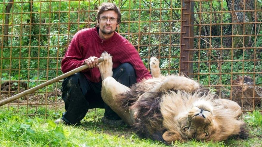 Muere un hombre al ser devorado por un león que tenía como mascota