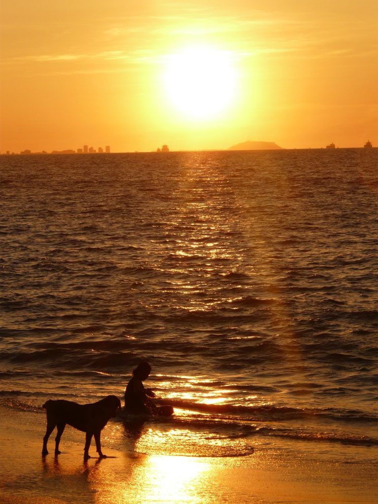 5 Playas a las que puedes llevar a tus mascotas en Ecuador