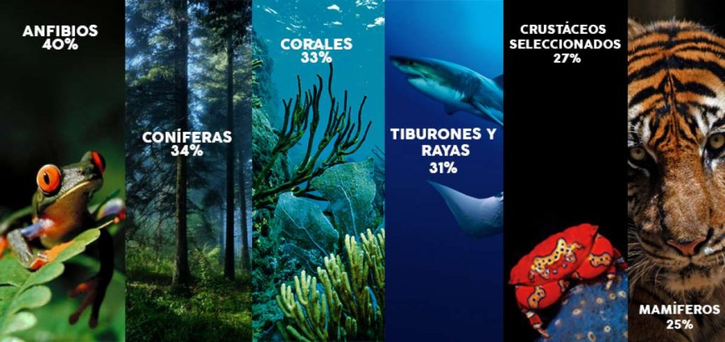 Especies amenazadas