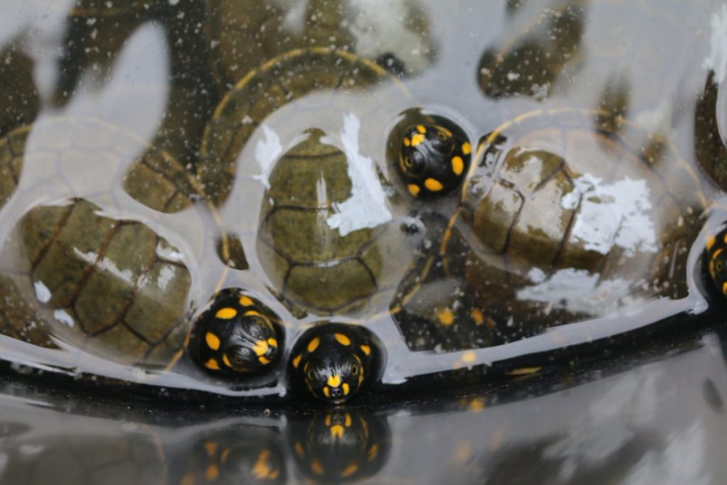 Guardaparques procesados por desaparición de crías de tortugas gigantes