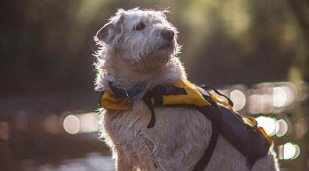 La historia de Arthur, el perro aventurero ecuatoriano, será llevada al cine