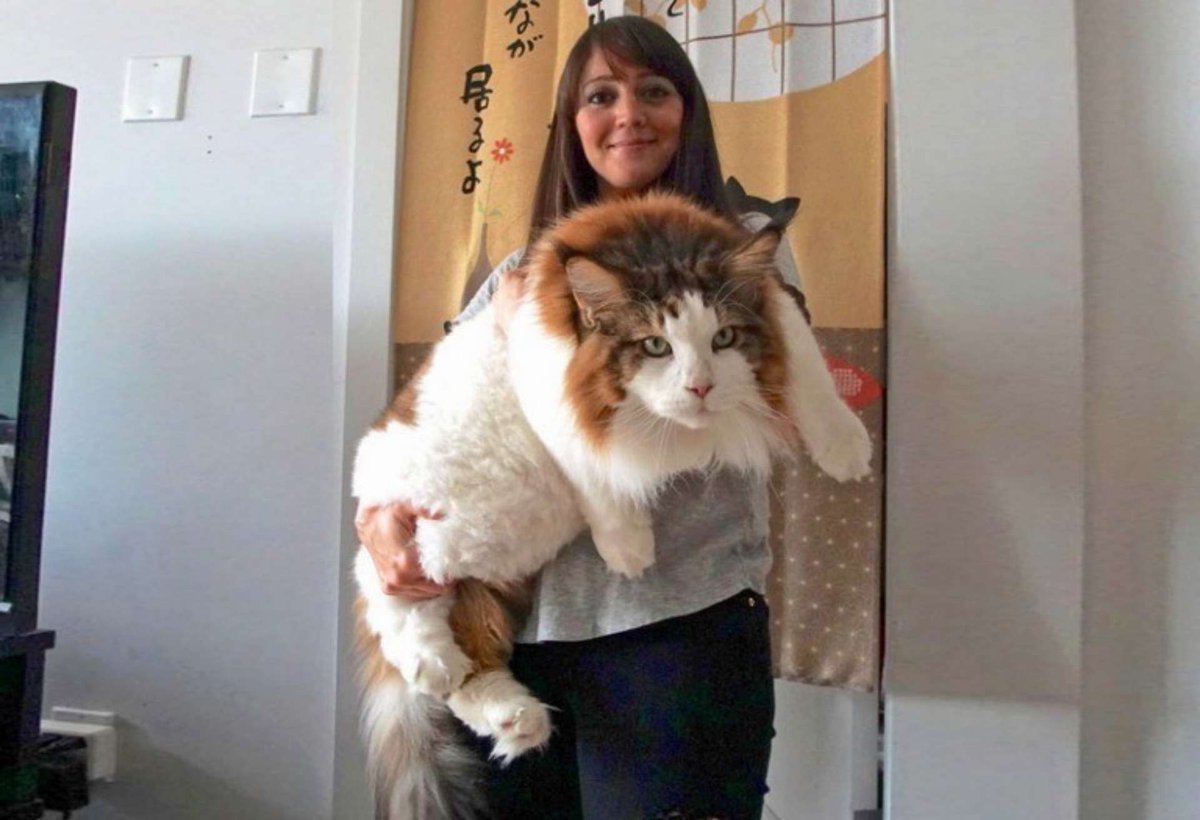 El Gato Más Grande Del Mundo Se Encuentra En Nueva York El Vocero