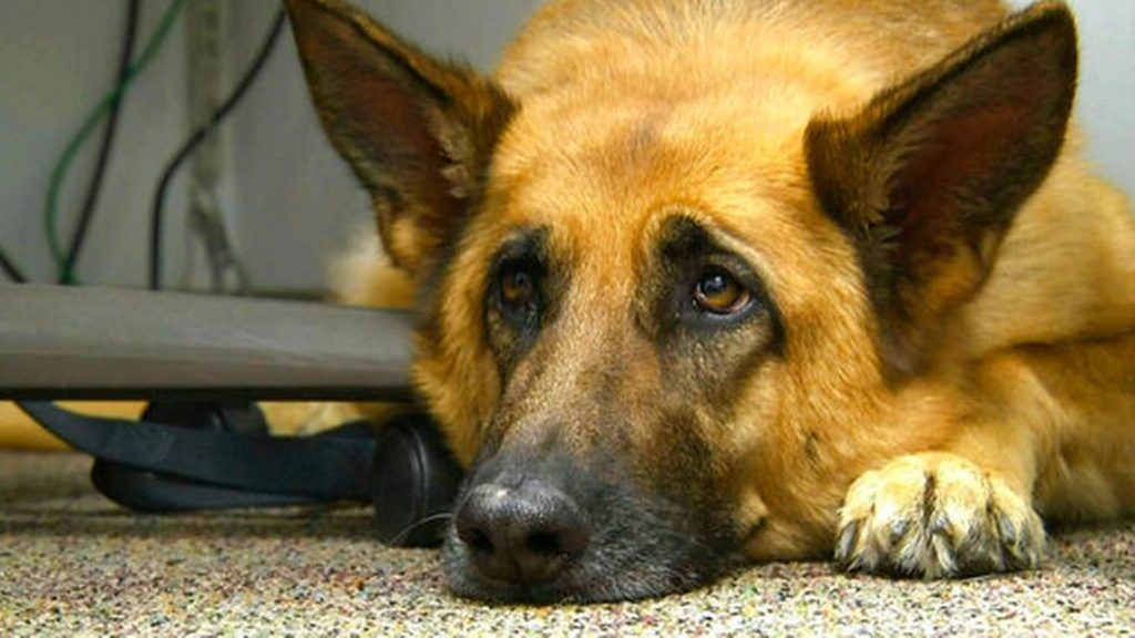 Hombre en EEUU fue comido por sus perros ‘con todo y huesos’