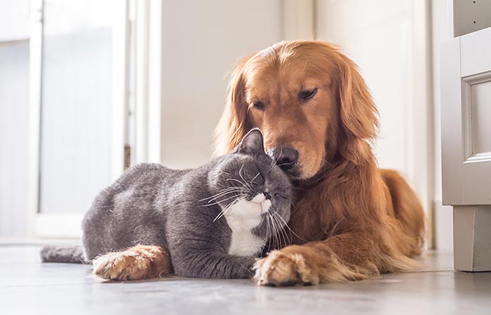 En Babahoyo ¿Cuáles el animal doméstico preferido, el gato o el perro?