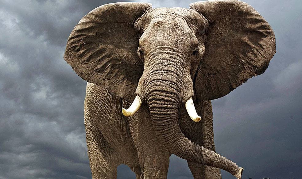 Singapur anuncia que prohibirá comercio de marfil desde el 2021 en el Día Mundial del Elefante