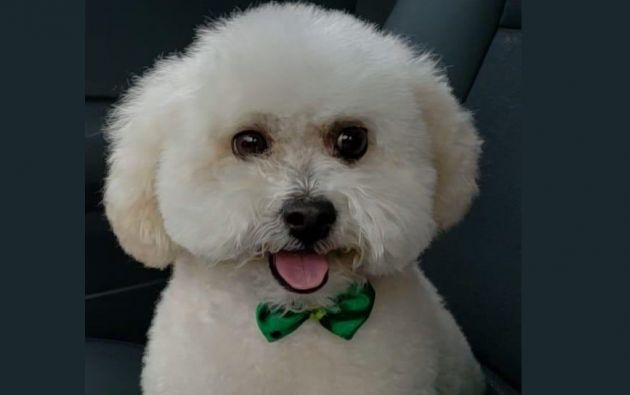 Polémica por posible eutanasia a French Poodle