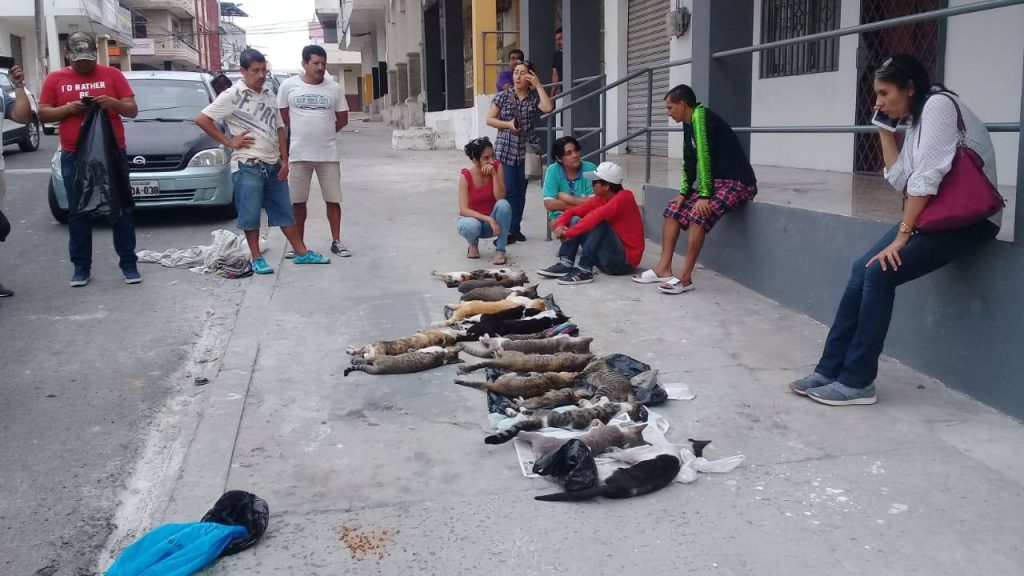 Hallan muertos 17 gatos y un perro en Manta