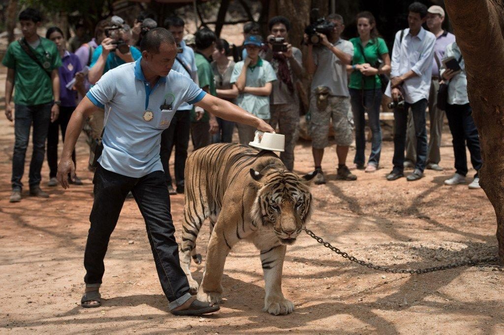 Mueren 86 tigres que habían sido rescatados en Tailandia