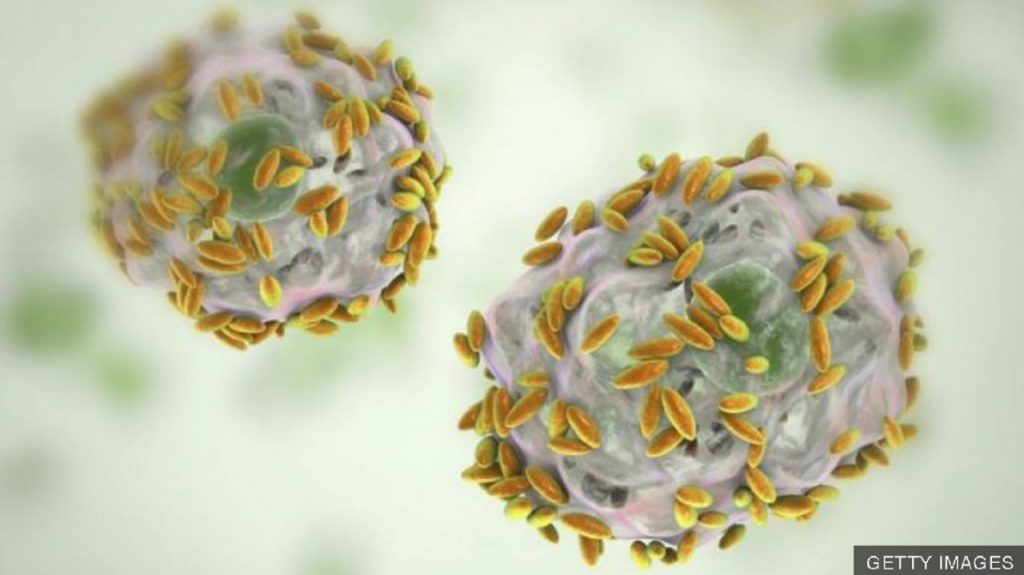 Vaginosis bacteriana: qué son y para qué sirven los trasplantes de fluido vaginal