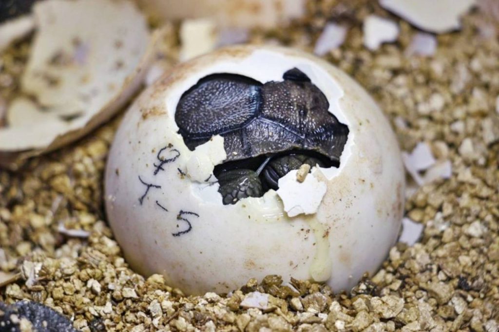Nacen las primeras tortugas gigantes del 2019 en centro de crianza de Galápagos