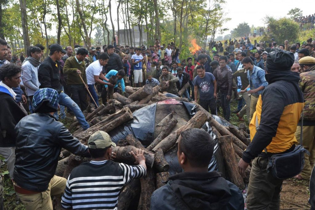 Dos elefantes mueren atropellados por un tren en India