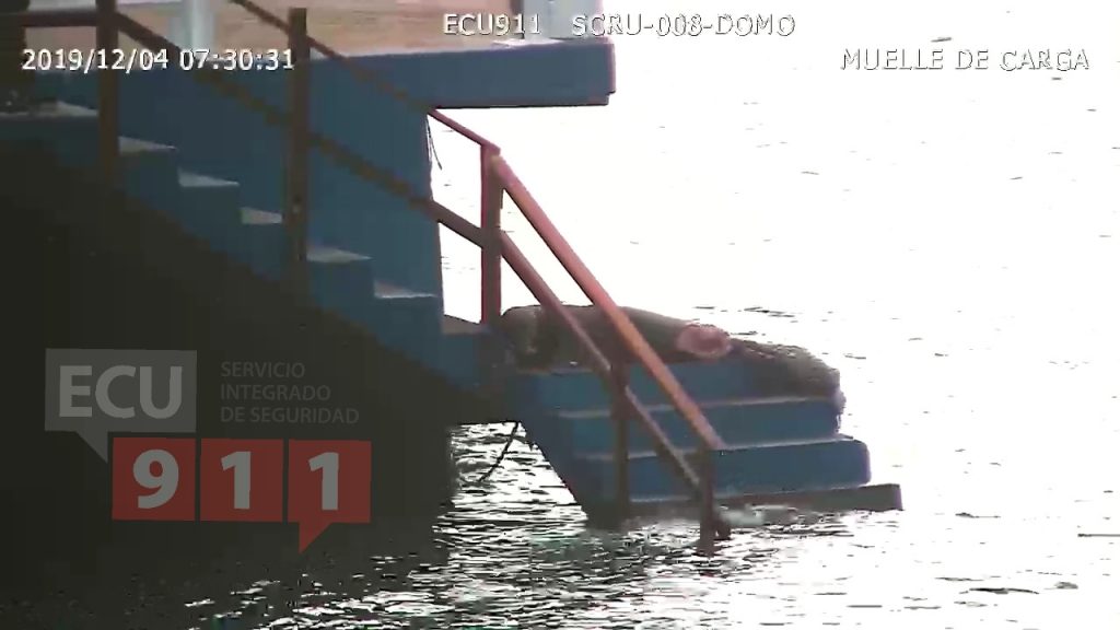 ECU911 coordina atención para lobo marino herido en Galápagos