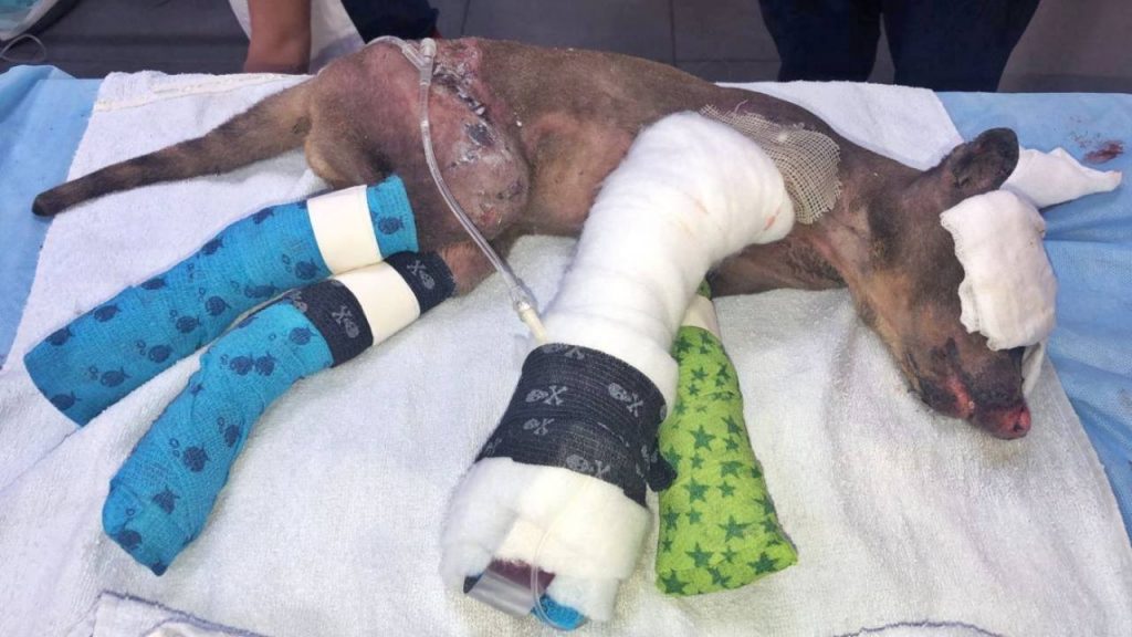 Animales silvestres calcinados: víctimas de más de cien mil incendios provocados en Ecuador antes de periodo de siembra agrícola