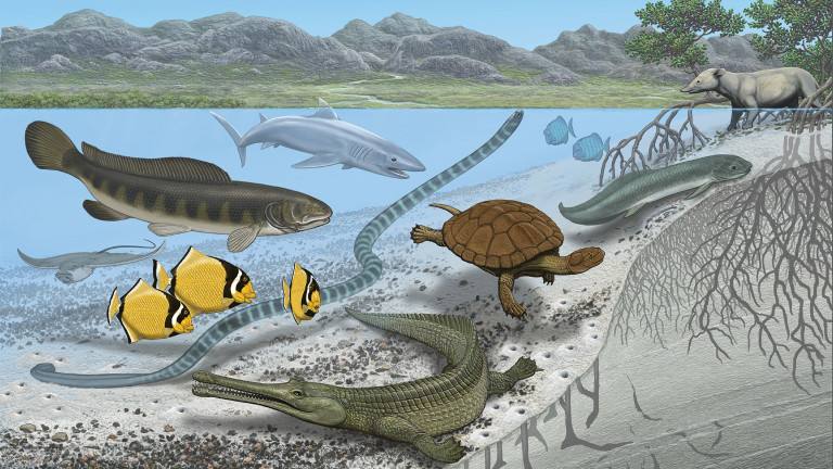 El Sahara albergó alguna vez vías marítimas y grandes especies marinas
