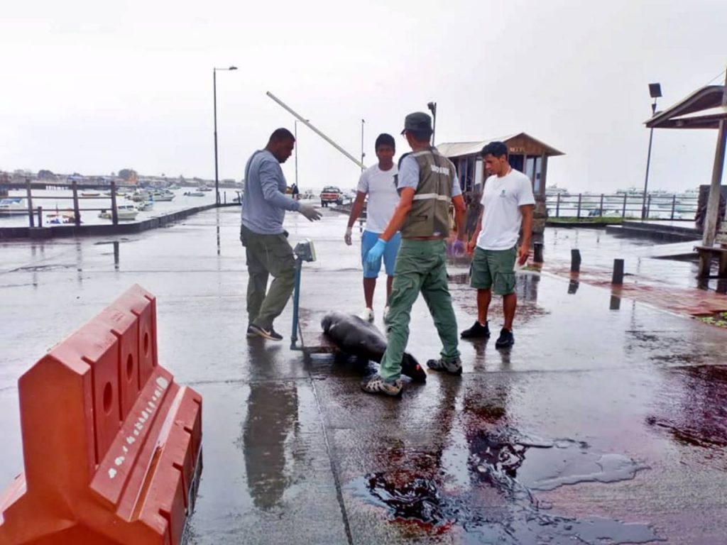 Parque Nacional Galápagos investiga muerte de lobo marino en San Cristóbal