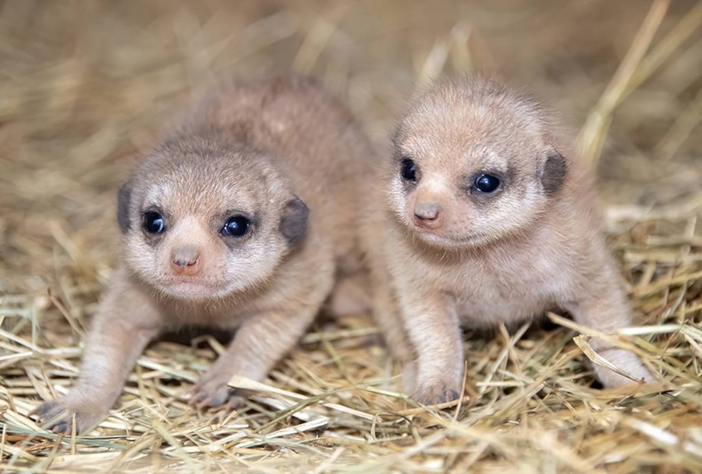 Zoológico de Miami tiene nuevos huéspedes: dos crías de suricato