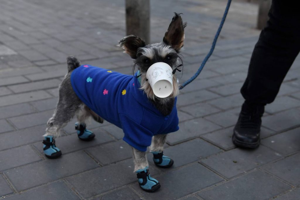 Perros y gatos no pueden transmitir el nuevo coronavirus