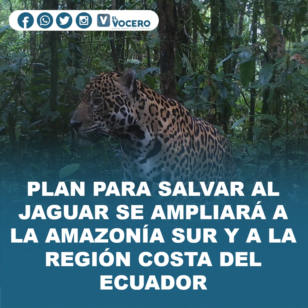 PLAN PARA SALVAR AL JAGUAR SE AMPLIARÁ A LA AMAZONÍA SUR Y A LA REGIÓN