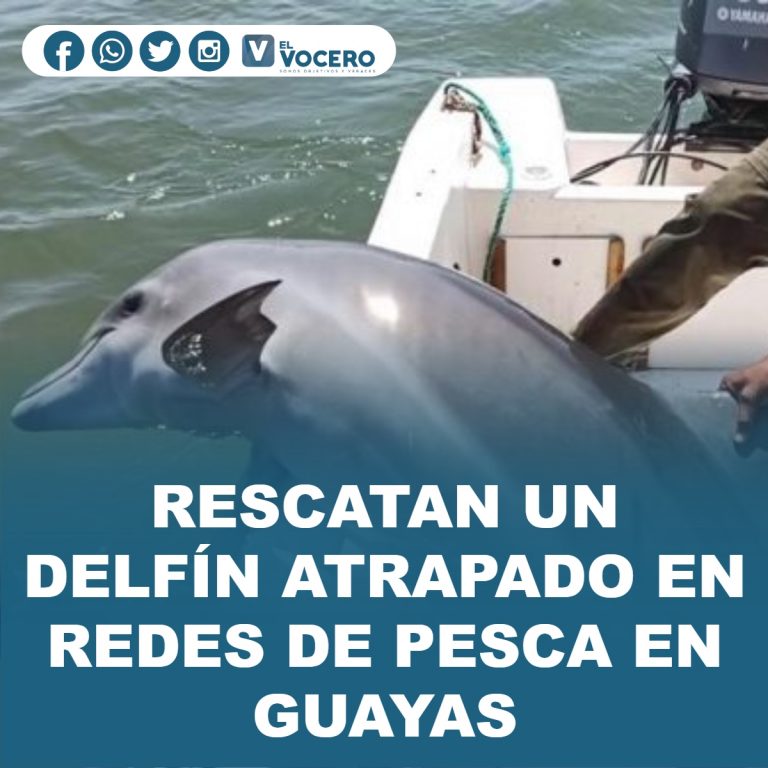 RESCATAN UN DELFÍN ATRAPADO EN REDES DE PESCA EN GUAYAS