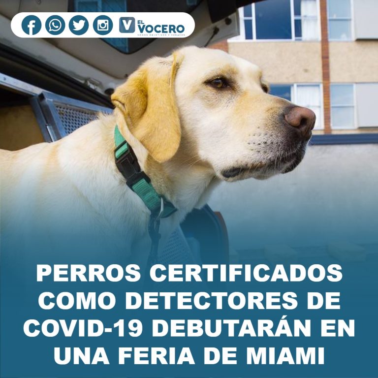 PERROS CERTIFICADOS COMO DETECTORES DE COVID-19 DEBUTARÁN EN UNA FERIA DE MIAMI