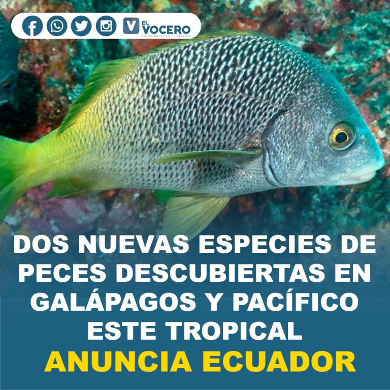 DOS NUEVAS ESPECIES DE PECES DESCUBIERTAS EN GALÁPAGOS Y PACÍFICO ESTE TROPICAL, ANUNCIA ECUADOR