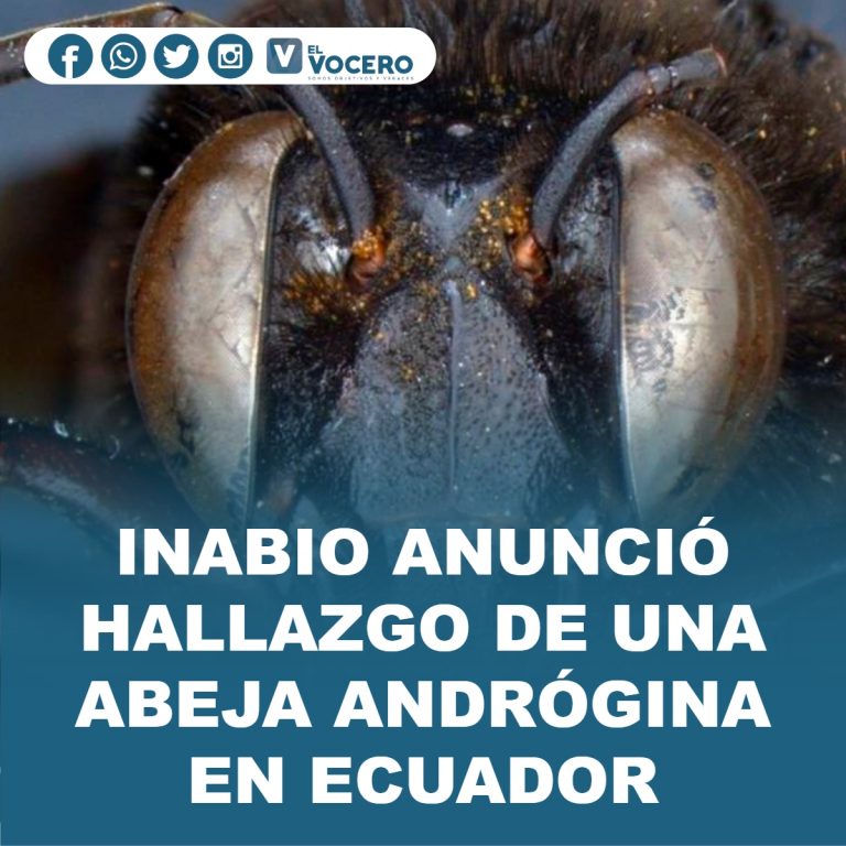 INABIO ANUNCIÓ HALLAZGO DE UNA ABEJA ANDRÓGINA EN ECUADOR