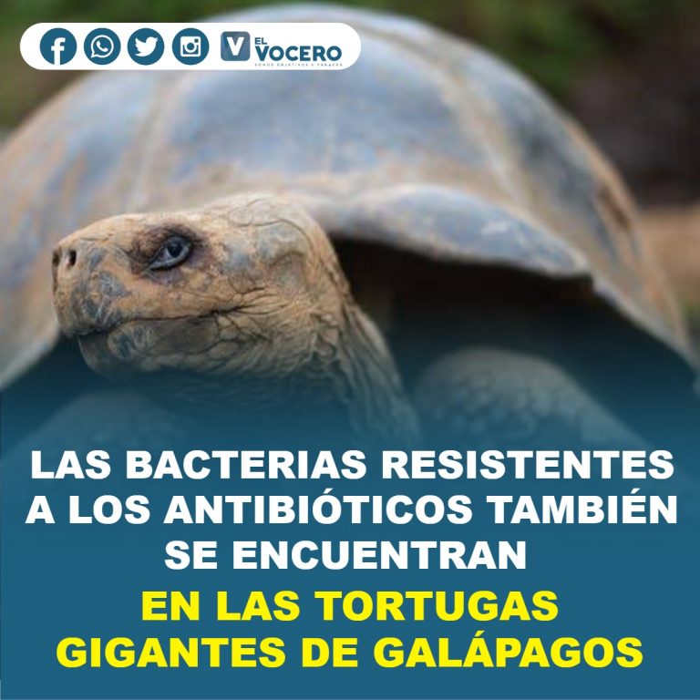 LAS BACTERIAS RESISTENTES A LOS ANTIBIÓTICOS TAMBIÉN SE ENCUENTRAN EN LAS TORTUGAS GIGANTES DE GALÁPAGOS