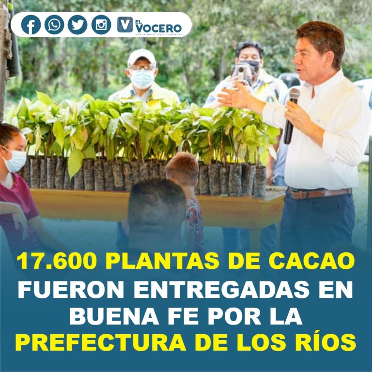 17.600 PLANTAS DE CACAO FUERON ENTREGADAS A AGRICULTORES EN BUENA FE POR LA PREFECTURA DE LOS RÍOS