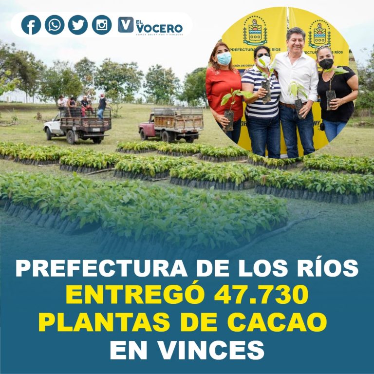 PREFECTURA DE LOS RÍOS ENTREGÓ 47.730 PLANTAS DE CACAO EN VINCES