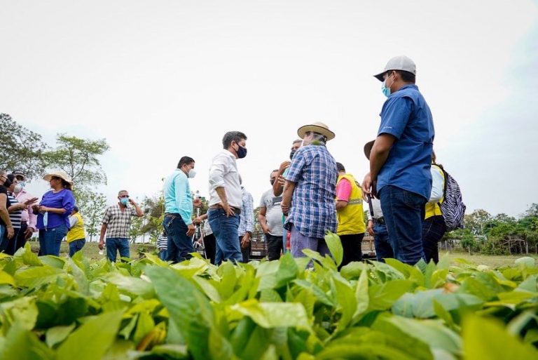 PREFECTURA DE LOS RÍOS ENTREGÓ PLANTAS DE CACAO EN VINCES