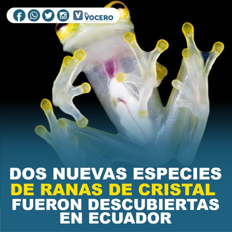 DOS NUEVAS ESPECIES DE RANAS DE CRISTAL FUERON DESCUBIERTAS EN ECUADOR