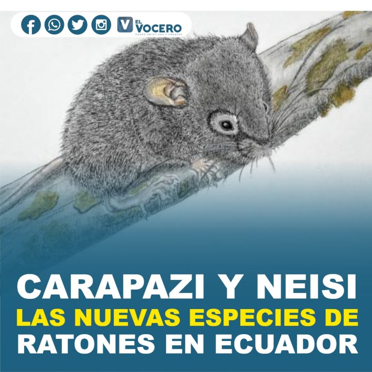 CARAPAZI Y NEISI, LAS NUEVAS ESPECIES DE RATONES EN ECUADOR