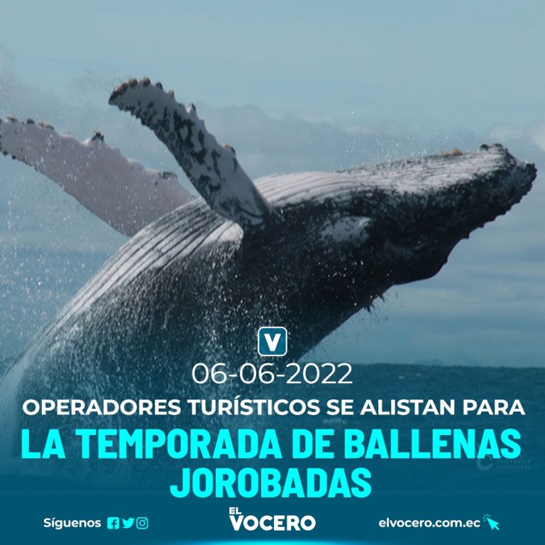 OPERADORES TURÍSTICOS SE ALISTAN PARA LA TEMPORADA DE BALLENAS JOROBADAS