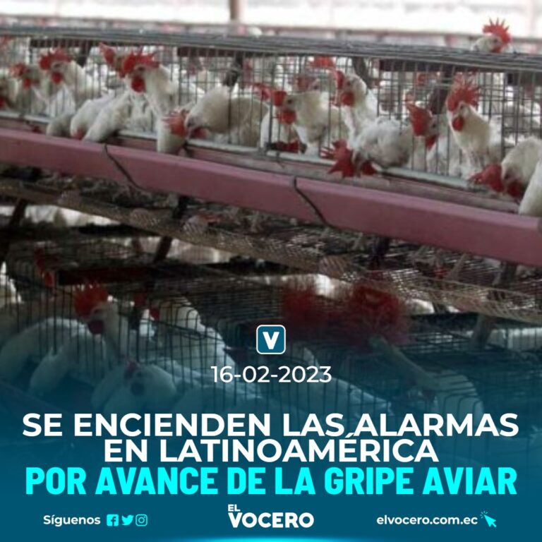 SE ENCIENDEN LAS ALARMAS EN LATINOAMÉRICA POR AVANCE DE LA GRIPE AVIAR