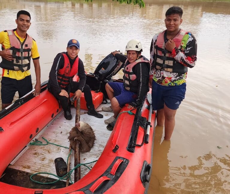 OSO PEREZOSO FUE RESCATADO POR BOMBEROS DE BABAHOYO